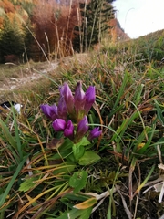 Gentianella aspera