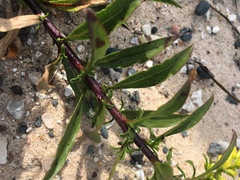 Solidago gillmanii