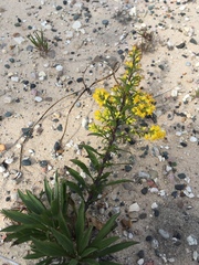 Solidago gillmanii