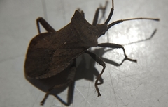 Halyomorpha halys