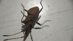 Halyomorpha halys