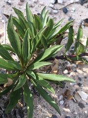 Solidago gillmanii
