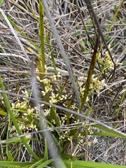 Lomandra drummondii