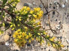 Solidago gillmanii