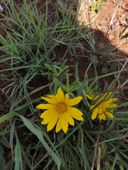 Gazania krebsiana