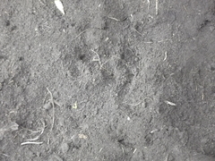 Pternistis afer castaneiventer