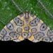 Leopard Moths - Photo (c) Luísa Mota, some rights reserved (CC BY-NC-SA)