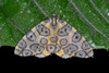 Leopard Moths - Photo (c) Luísa Mota, some rights reserved (CC BY-NC-SA)