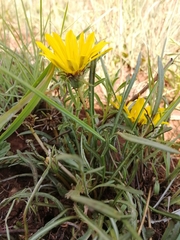 Gazania krebsiana
