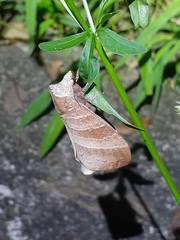 Metanastria gemella