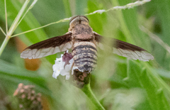 Exoprosopa brevirostris