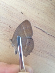 Yphthimoides patricia