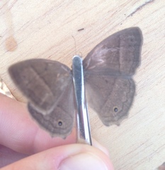 Yphthimoides patricia