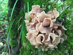 Phaeotremella foliacea