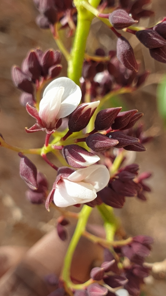 Large-flowered Madagascar Rosewood