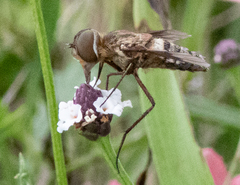 Exoprosopa brevirostris