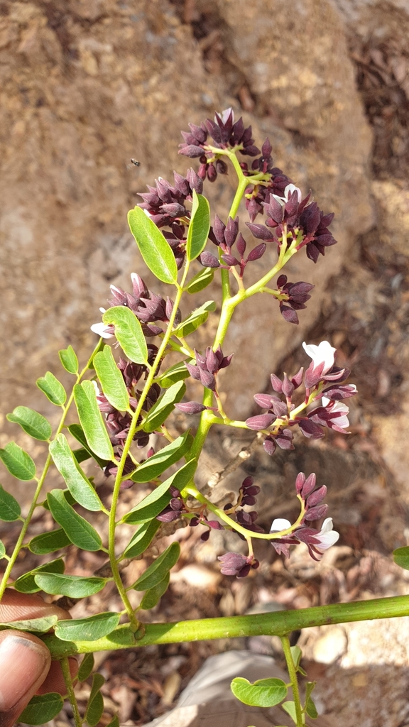 Dalbergia densicoma
