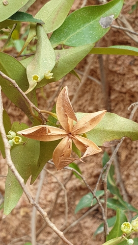 Polycardia lateralis
