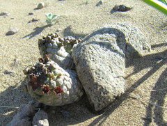 Larryleachia marlothii