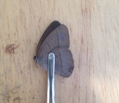 Nhambikuara cerradensis