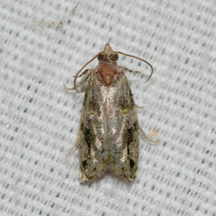 Proteoteras implicata