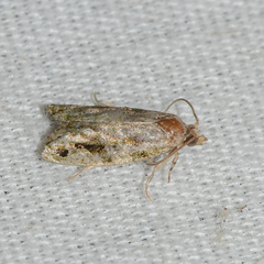 Proteoteras implicata