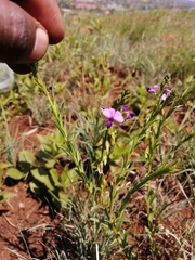 Polygala