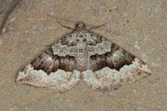 Xanthorhoe acutangulata