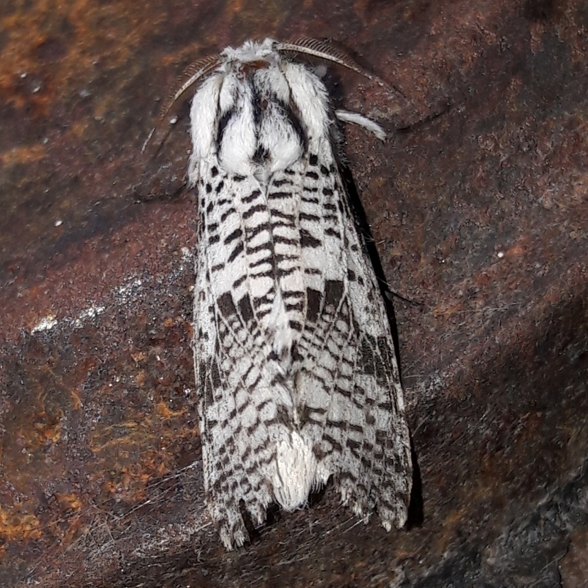 Schreiteriana
