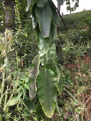 Erysiphe asclepiadis