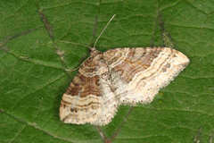 Xanthorhoe rectifasciaria