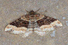 Xanthorhoe rectifasciaria