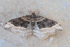 Xanthorhoe rectifasciaria