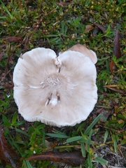 Fungi