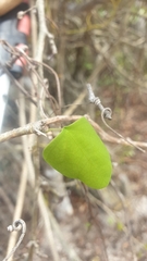 Adenia olaboensis image