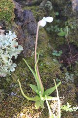 Pinguicula heterophylla