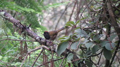 Pipilo maculatus × ocai