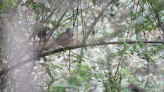 Pipilo maculatus × ocai