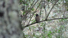 Pipilo maculatus × ocai