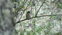 Pipilo maculatus × ocai