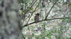 Pipilo maculatus × ocai