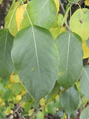 Pyrus ussuriensis