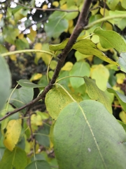 Pyrus ussuriensis