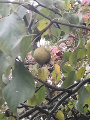 Pyrus ussuriensis