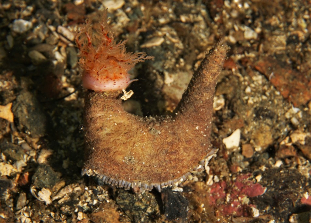 Brown psolus