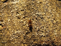 Aeolus mellillus