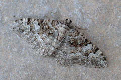 Catarhoe putridaria