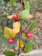 Cotoneaster wardii