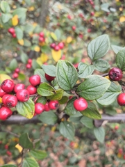 Cotoneaster wardii