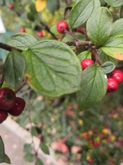 Cotoneaster wardii